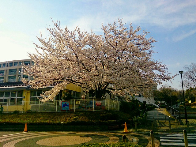 城山保育園の桜
