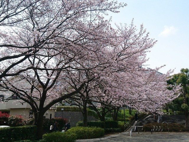 うしさん公園の桜