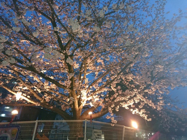 ライトアップされた城山保育園の桜
