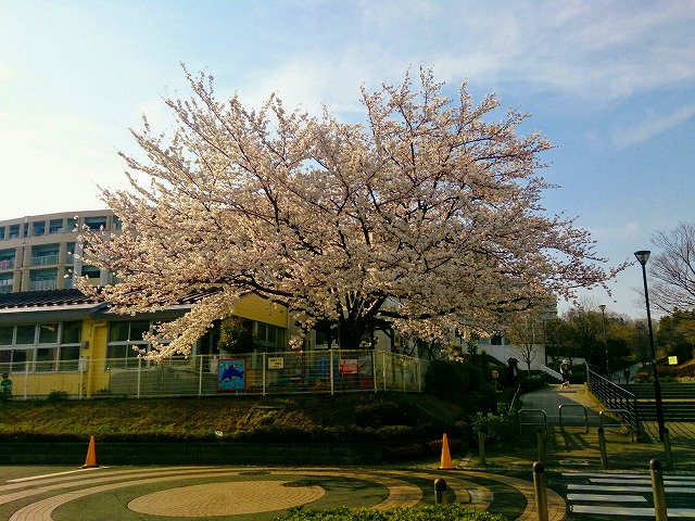 城山保育園の桜
