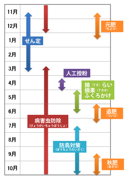 梨づくりカレンダー